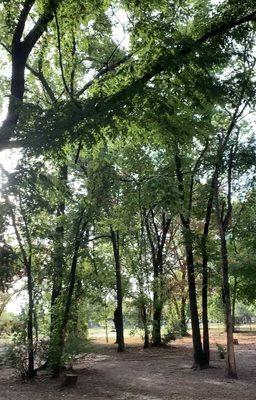 a collection of tall trees providing shade in the park