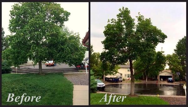 Before shot June 2014, after shot July 28, 2014, tree was over "pruned" but they are making up for that.