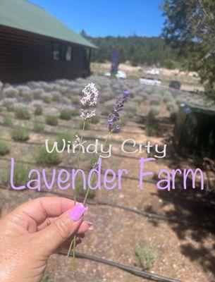 Lavender Farm & shop...