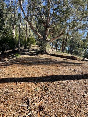 Claremont Canyon Regional Preserve