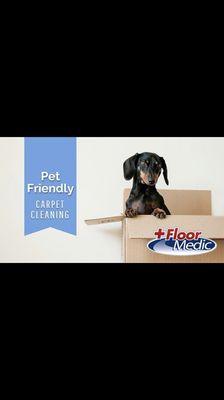 Stinky carpets? We offer pet Oder decontamination.