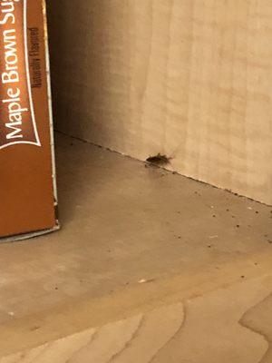 Cockroach in food cabinet