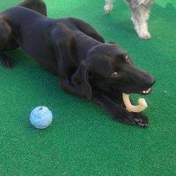 Nom nom - your dog will love our toys during boarding!