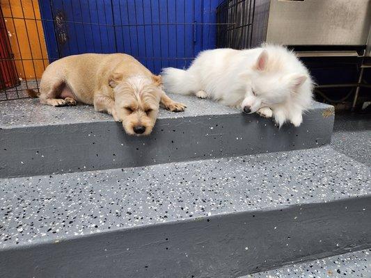 This white pom seemed to be one of his closest friends he made.