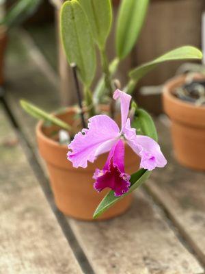 Cattleya