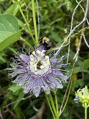 Bee on a flower