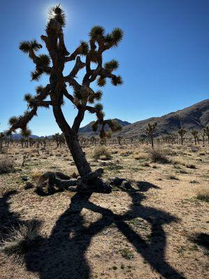 Cacti lover...