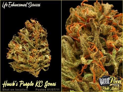 Hawk's Purple KC Jones