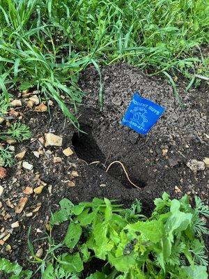 Gopher mound with Rodent Guys flag marking the spot