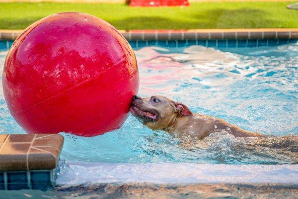 Charlie is enjoying his Private Spa, which is one on one time outside with a staff member either in the pool, field, or splash island.