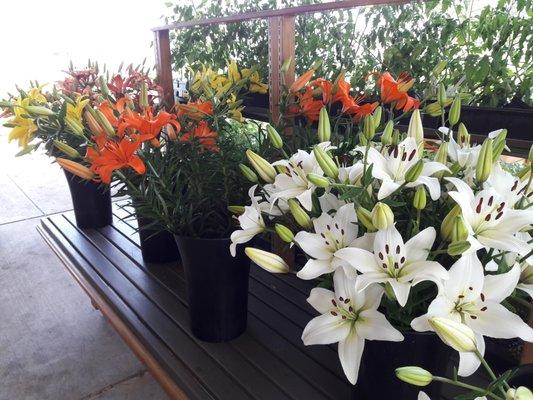 Enjoy locally grown, long-lasting lilies.