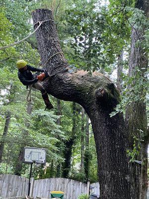 Tree removal Marietta ga