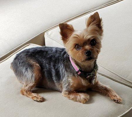 My Yorkie Fancy.