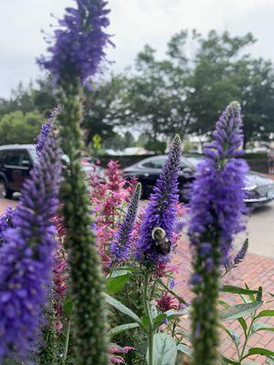 Flowers full of busy bumble bees!