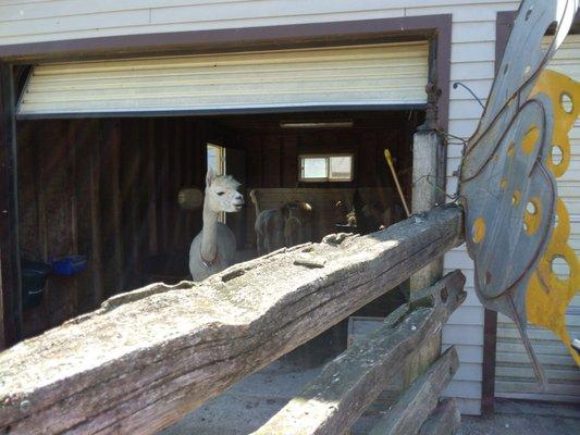 Mom and baby alpacas!!