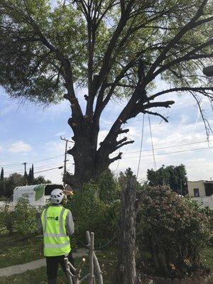 Andre Landscape's men hard at work to remove the whole tree