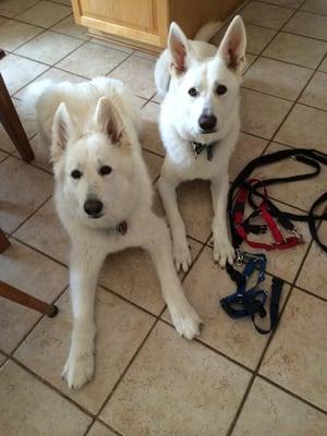 Koda and Bandit after a walk with our manager Katie.