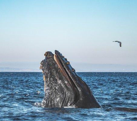 Hungry Humpback