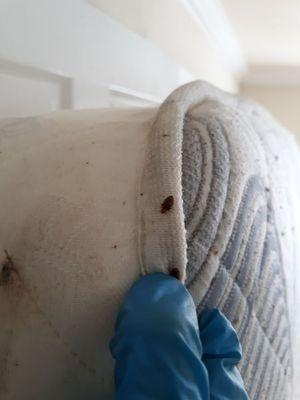 Bed bugs infestation