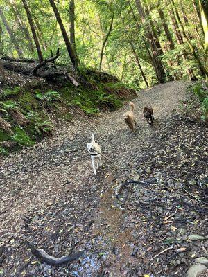 Nigel on his daily hike... he loves his sticks!