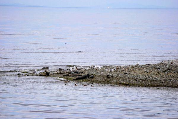 Harbor Seals on Protection Island.