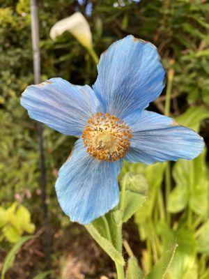 Himalayan Blue Poppy