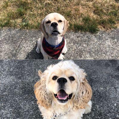 Dog - cocker spaniel