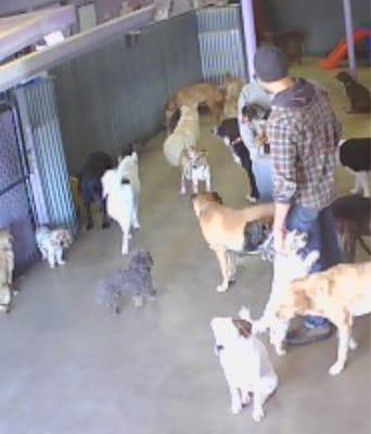 Reno being pet by one of the Bark & Play employees.