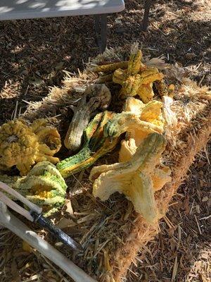 Ornamental gourds for purchase