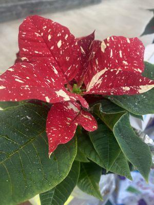 Christmas poinsettia