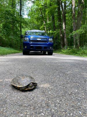 Turtles crossing the road.