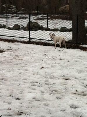 Checking out the fence!