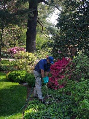 North Eastern Tree, Shrub & Lawn Care