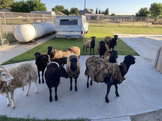 Ticks, fleas and flies exterminated safely around our sheep.