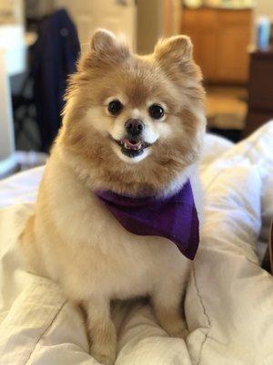 My Pomeranian, Cannoli shortly after a groom.