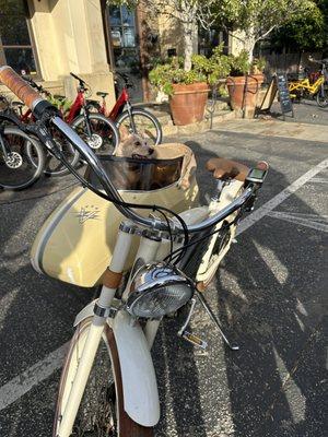 Dog in a sidecar bicycle.