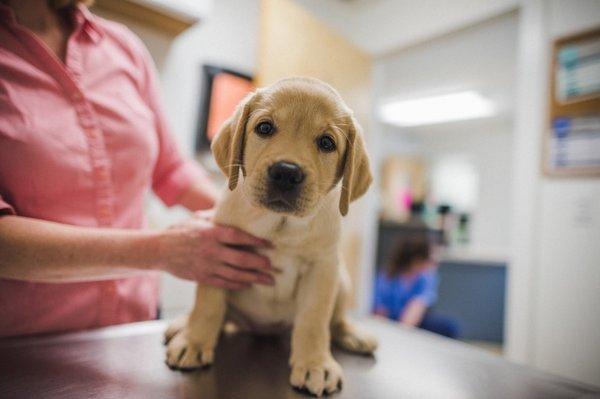 Kirby Veterinary Hospital