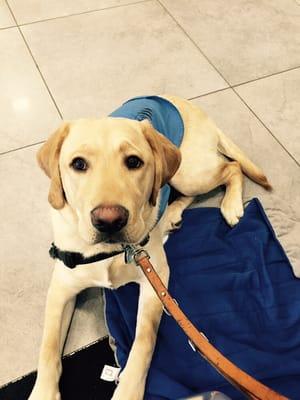 My Leader Dog for the Blind, Murphy, patiently waiting at Cher Watkins desk for my new Jeep!