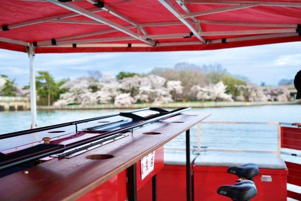 Cherry Blossom Cruises