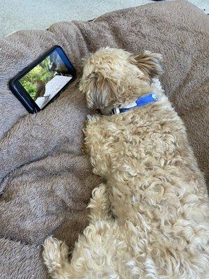 My little guy recovering while watching his show on YouTube.