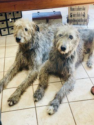 The boys! Best Irish wolfhounds!