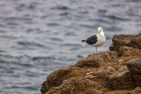 17-mile Drive Stop 7 Bird Rock