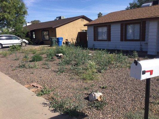 Before Picture: Front Yard Clean Up.