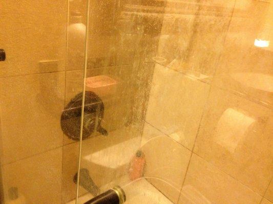 Seemed like the tenants didn't try to clean the shower glass and enclosure much before