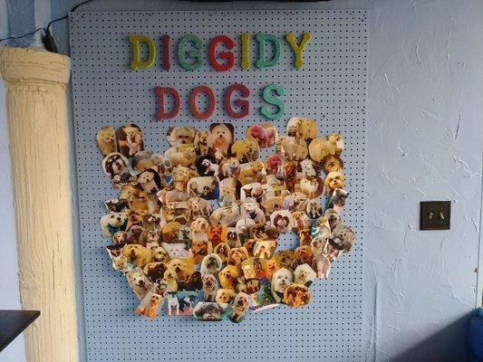 Wall of diggidy dogs!!