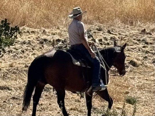 Shade Tree Riding Stables