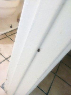 Bugs crawling in room