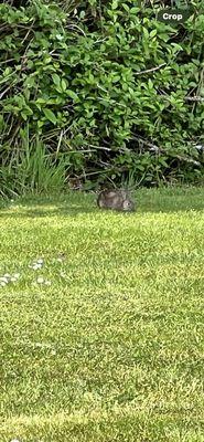 Cullaby Lake County Park's cutest resident