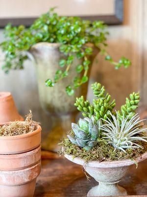 mixed succulent plants in rustic urn, trailing pilea plant in terracotta planter