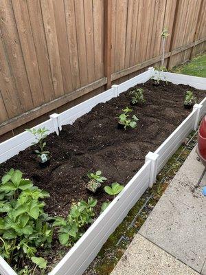 Two pepper starts, one zucchini, 3 tomatoes!